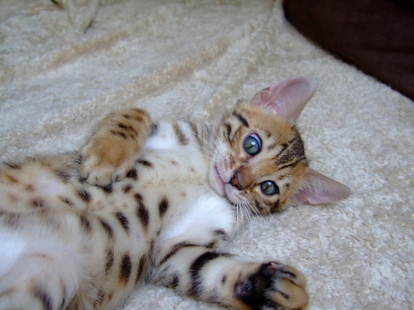 Prachtige bengaalse kitten