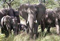 Safari's in Zimbabwe en Zambia