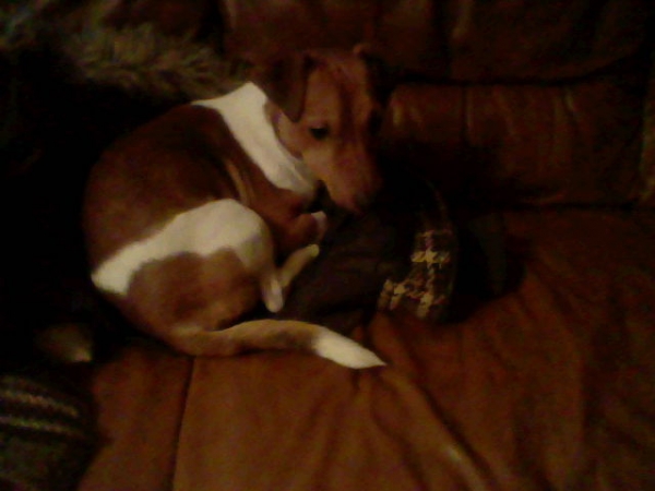 Met spoed goed tehuis voor lieve jack russel