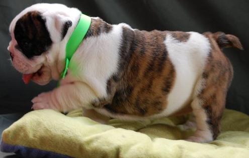 Lieve mannelijke en vrouwelijke Engels bulldog pups voor adoptie
