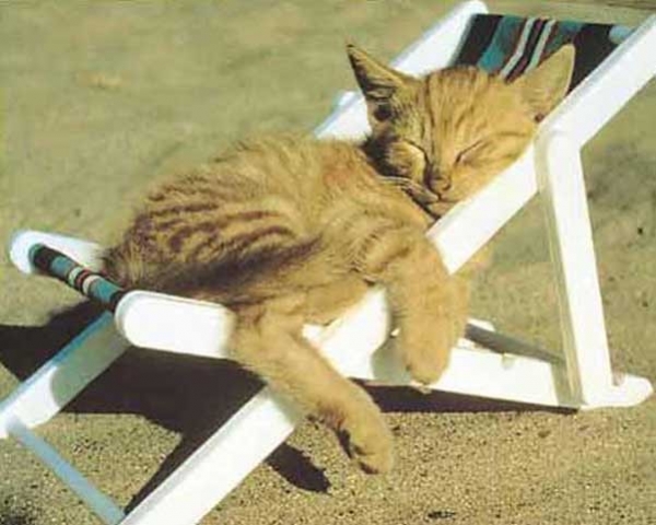 Kattenoppas aangeboden omgeving Hoorn NH