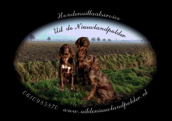 Hondenuitlaatservice Uit de Nieuwlandpolder — foto 1