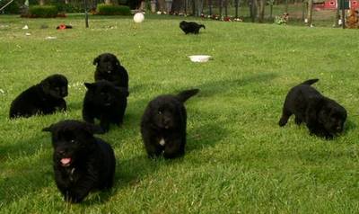 New Foundlander pups