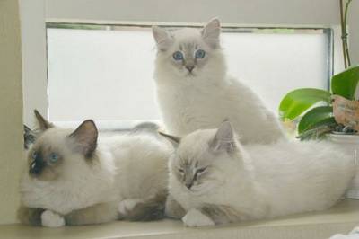 Chocolate, seal, blue en lilac ragdollkittens van tijd tot tijd beschikbaar voor een goed baasje