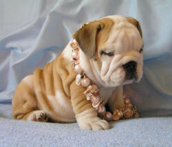 2 Engels bulldog puppies voor adoptie
