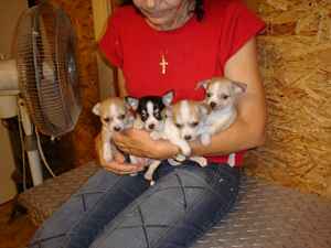 Chihuahua pups te koop