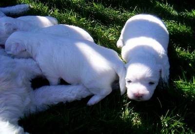 Mini-maltezerpups