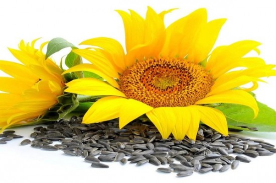 Etherische olie groothandel