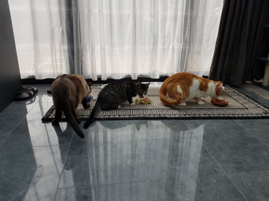 Kattenopvang op locatie
