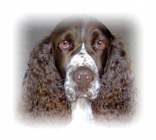Hondenuitlaatservice " Barney "