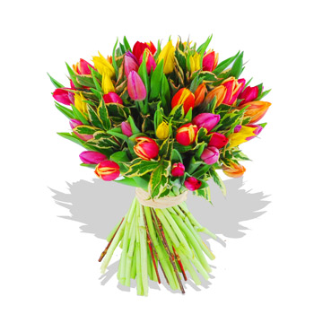 Finch Expat Assistance, relocation, immigration, services and guidance in the Netherlands