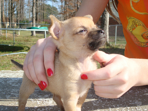 Zoet Chihuahua puppy voor Verkoop