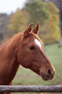 Dierenoppas Cranendonck en omgeving! Ook paarden!
