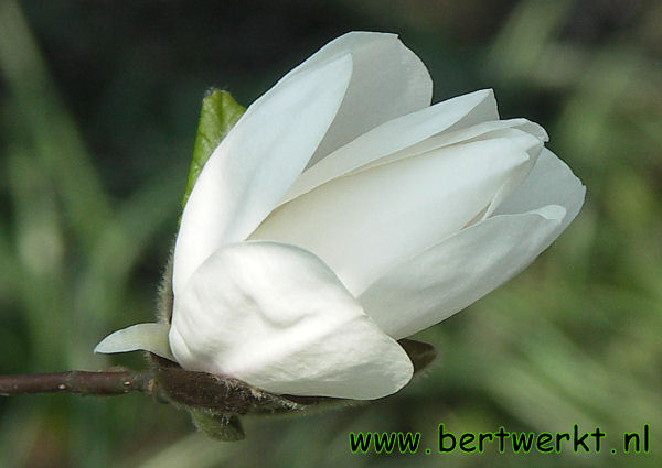 ONDERHOUD VAN TUINEN / Tuinonderhoud