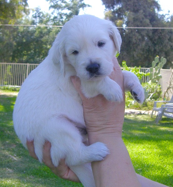 Superlieve golden retriever pups op boerderij