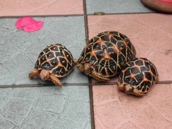 Star en Uitgestraalde landschildpad Te koop