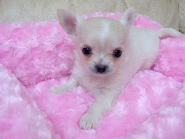Chihuahua pup
