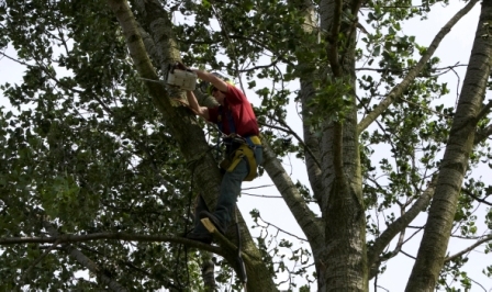 Boomverzorging, bomen rooien, snoeien, verwijderen