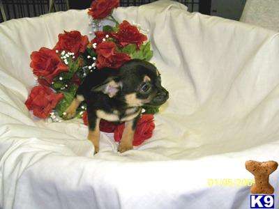 Chihuahua pups te koop
