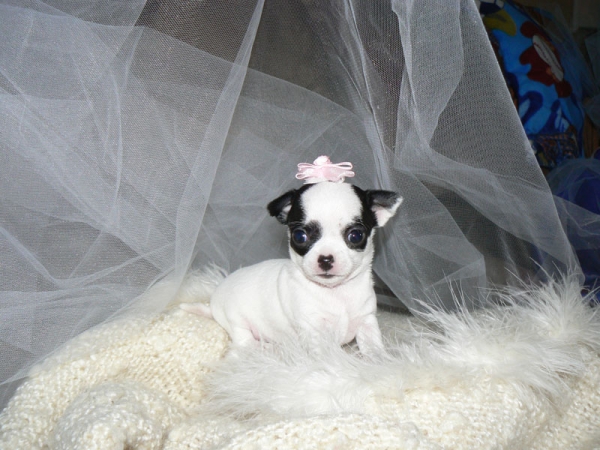 Chihuahua Pups Voor Aanneming