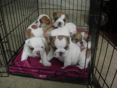 Engels bulldog pups te koop