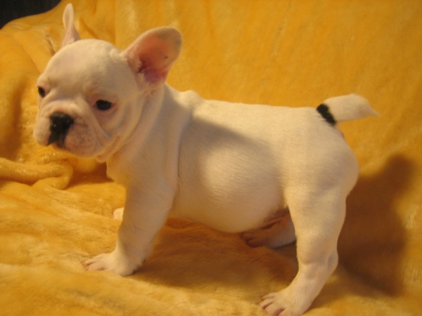 Mannelijke en vrouwelijke franse bulldog voor adoptie