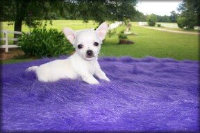 Tiny chihuahuas