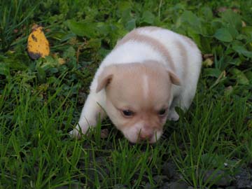 Chihuahua pups voor aanneming