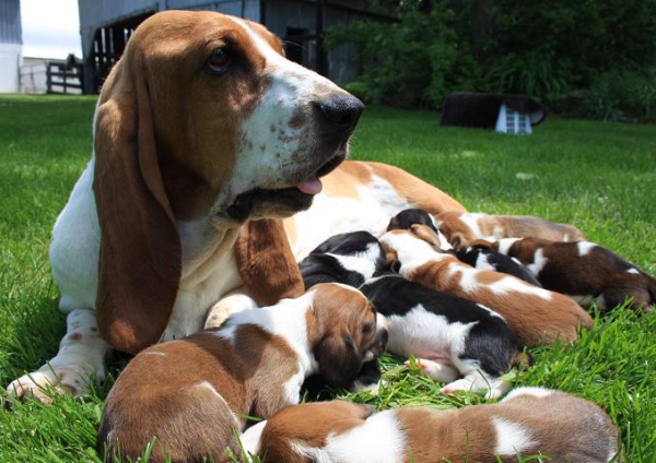 Schattige Basset Hound pups te koop
