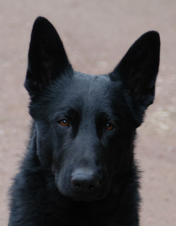 Duitse Herder puppy's
