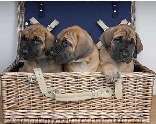 Huiselijke vakantie opvang voor uw hond bij UITLAATLIJNTJE