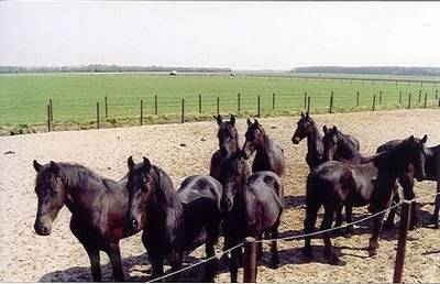 Opfok van Friese paarden