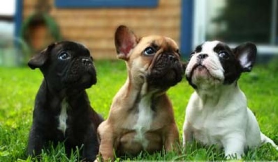 Franse buldogpuppy klaar voor nieuw huis