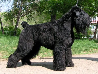 Gedragstherapie bij honden