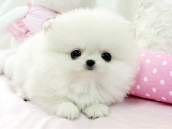 Super schattige puppy's uit Pommeren