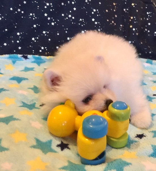 Leuke en gezonde Pommerse puppy's beschikbaar