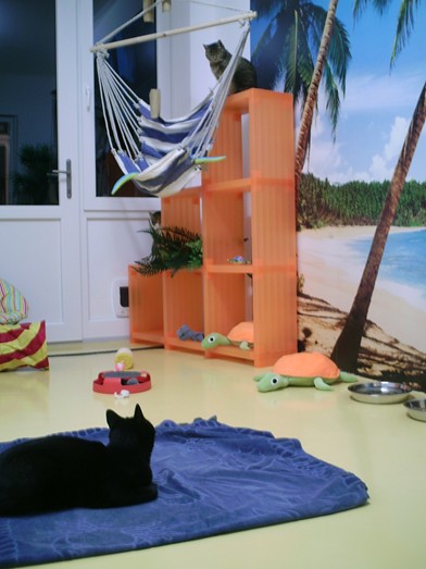 Kattenpension En Vacances Beleef het mee!!