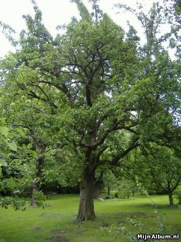 Bomen klimmer/zager