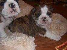 Registreren Engels stier puppies voor 250 euro