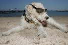Honden trimmen