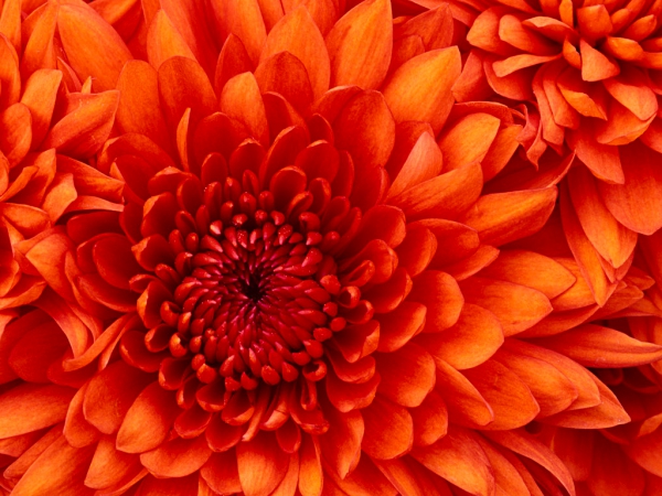 GGZ/ Health, Mind Body Care is gespecialiseerd in het persoonlijk coachen van mensen én organisatie
