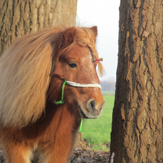 Ponyfeestjes partijtjes voor een leuke prijs!!