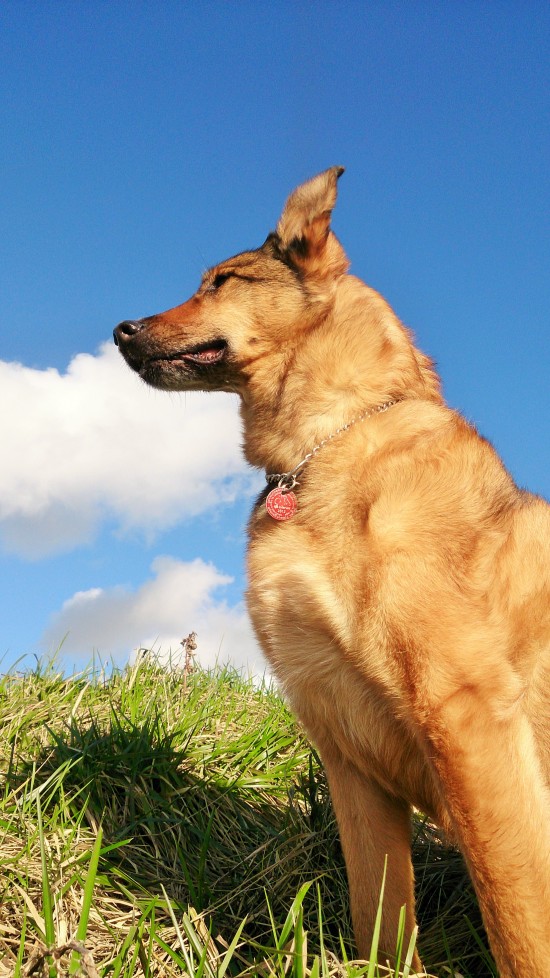 Hondenoppas Dordrecht, de plek waar uw hond zich thuis voelt — foto 1