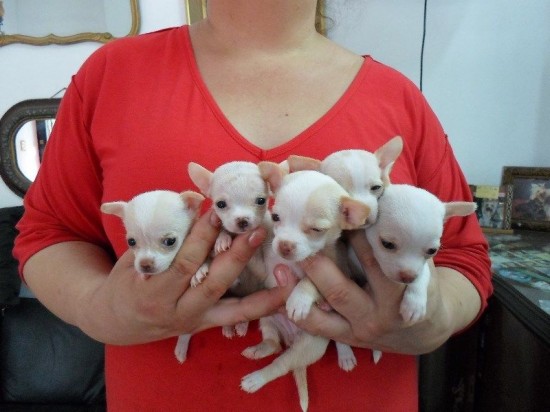 Chihuahua pups beschikbaar