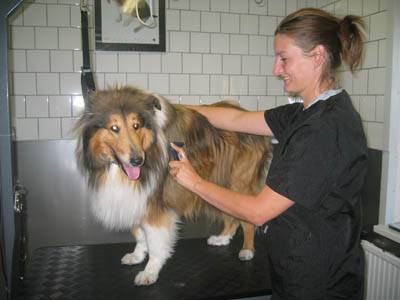 Hondentrimsalon
