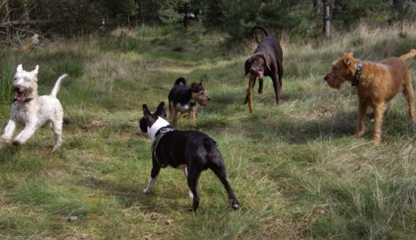 Dagopvang Hond voor regio Weert/Budel en regio Eindhoven/Someren