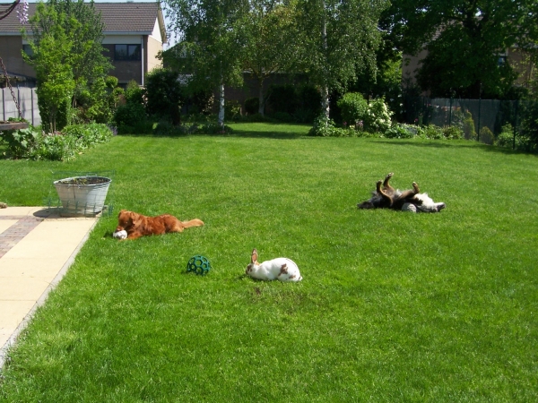 Hondenopvang in huiselijke kring
