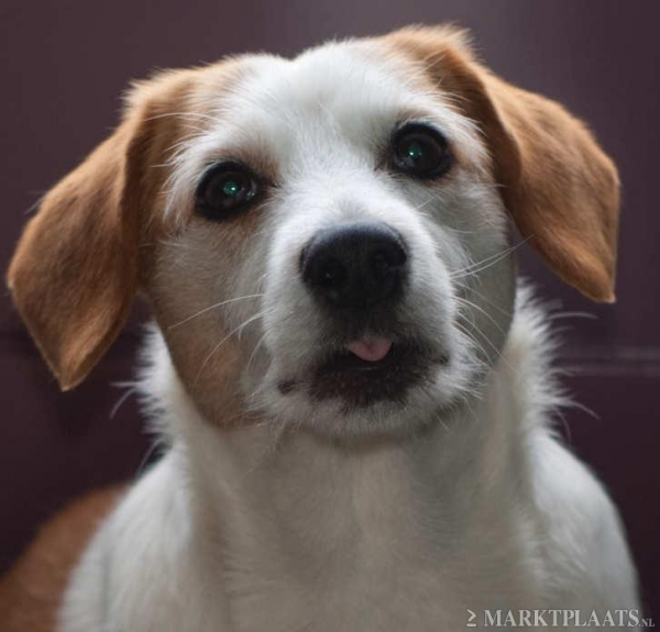 Kleine hond 7 euro per dag Middelgrote hond 8 euro per dag