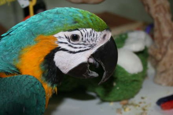 Mannelijke blauwe en gouden ara met kooi