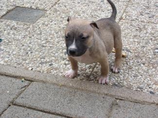 Kruising Amerikaanse stafford X bulldog
